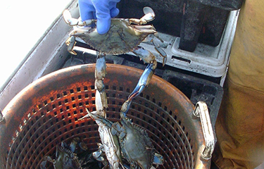 Chesapeake Bay blue crab harvest hits record low