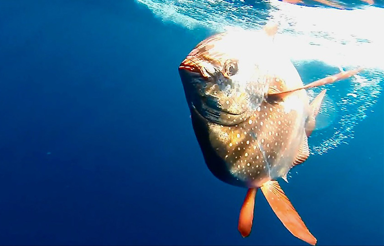 Photo of a Moonfish