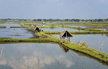 A shrimp farm in Bangladesh.