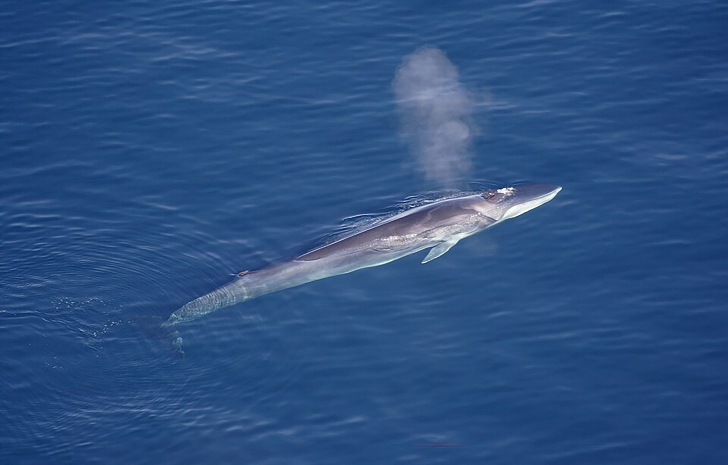 A fin whale
