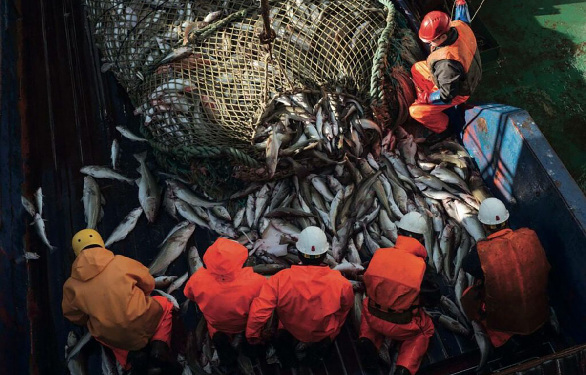 Russian fishermen work on bringing in a pollock catch from a net