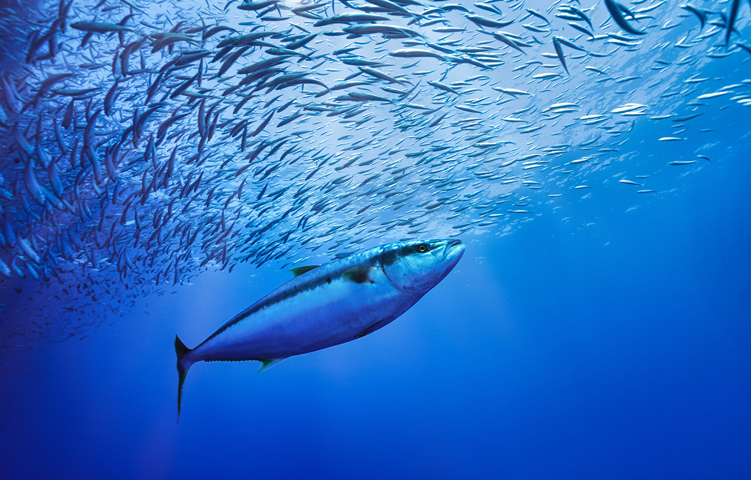 A photo of a tuna hunting