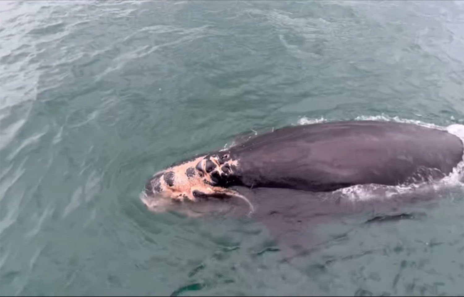 An injured right whale calf.