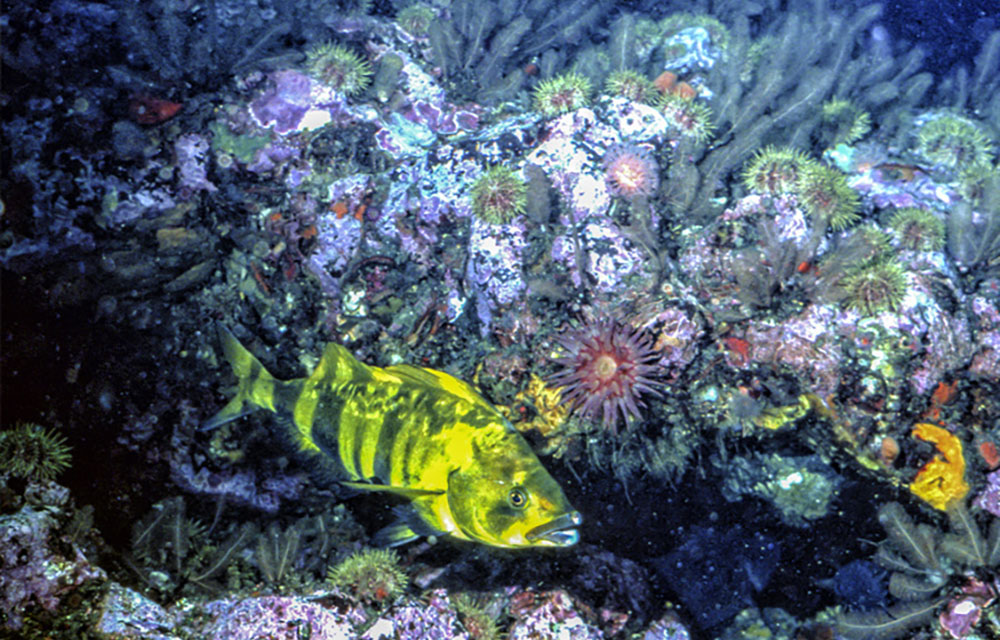 Seafloor habitat in the North Pacific