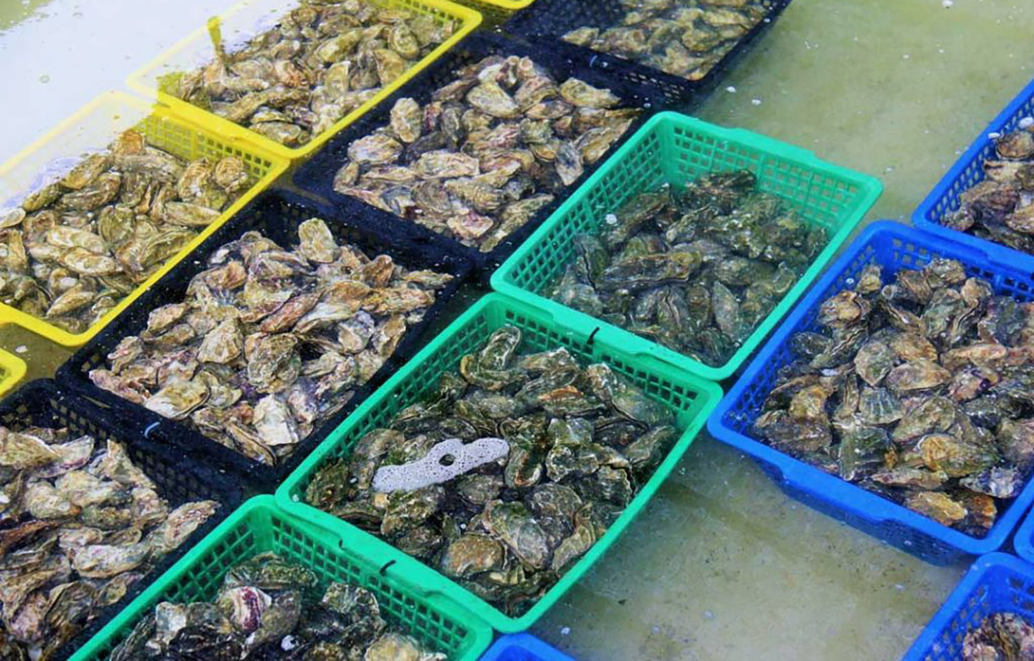 French oysters