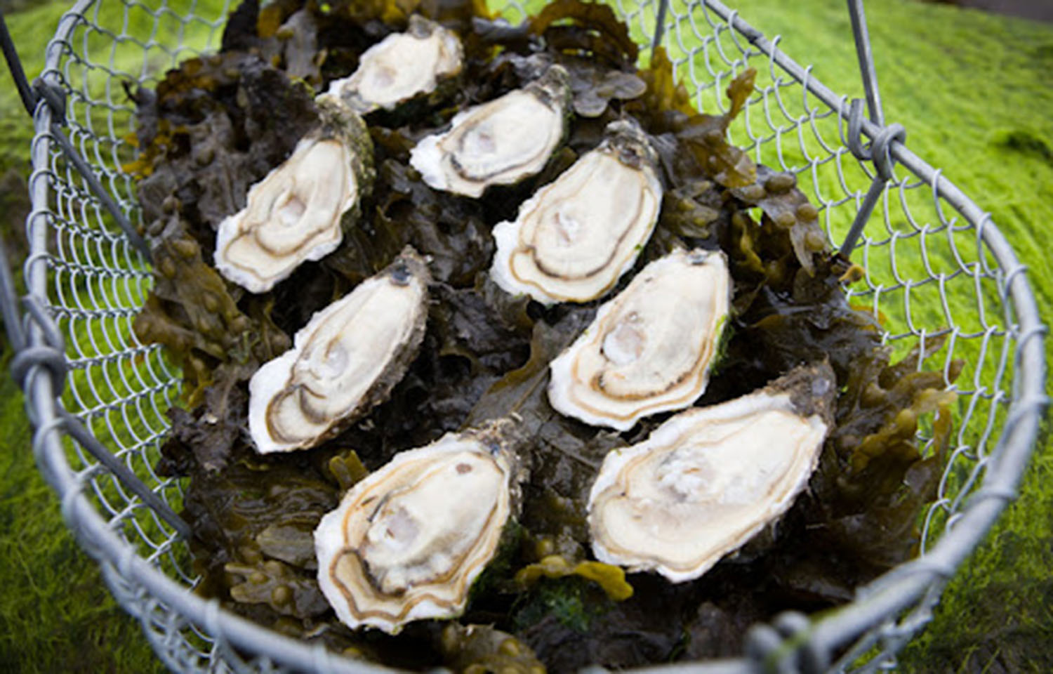 Bells Isle oysters