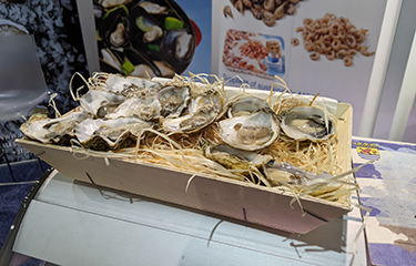 An array of oysters from the Netherlands.