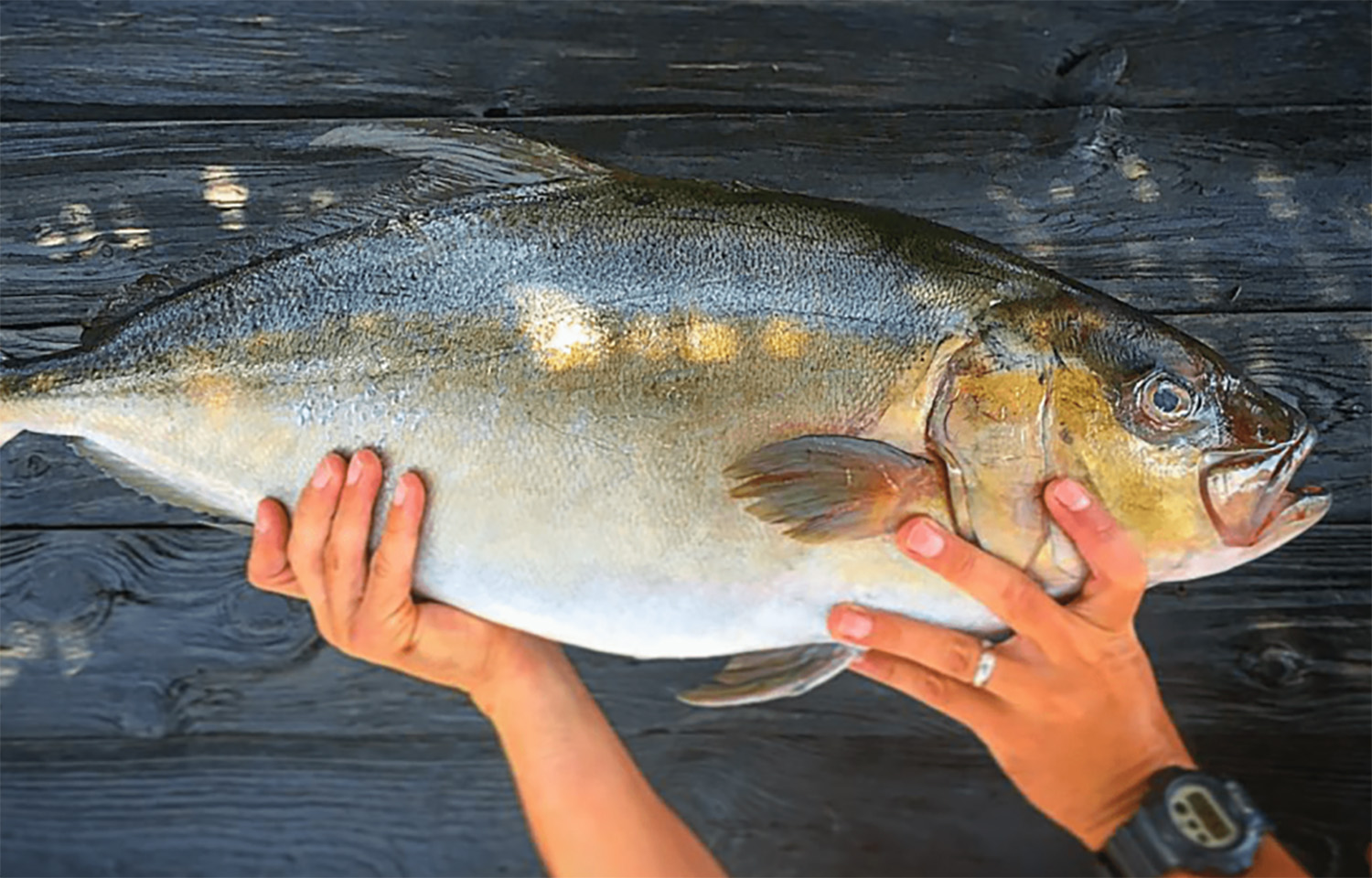 Kanpachi farmed by Omega Azul