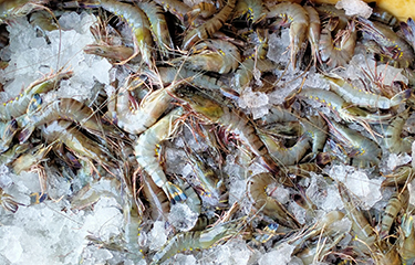 India shrimp bucket on ice