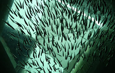 A test tank at the Galician Aquaculture Technology Center (CETGA).
