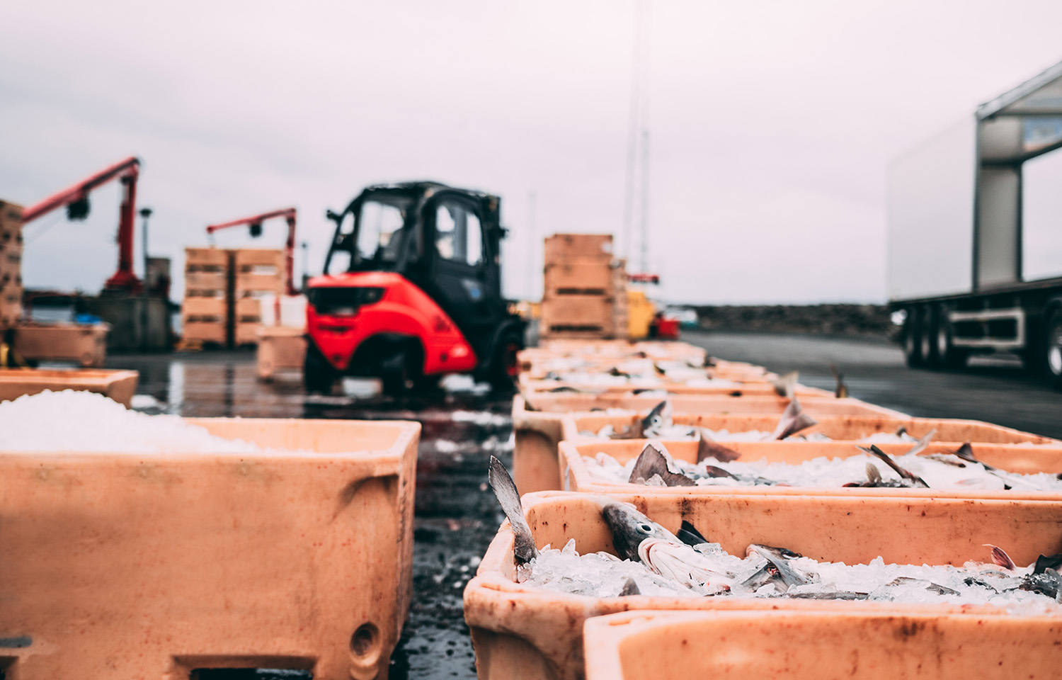 Seafood being shipped out of a harbor