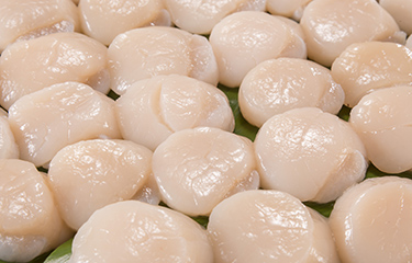 Rows of Hokkaido scallops.