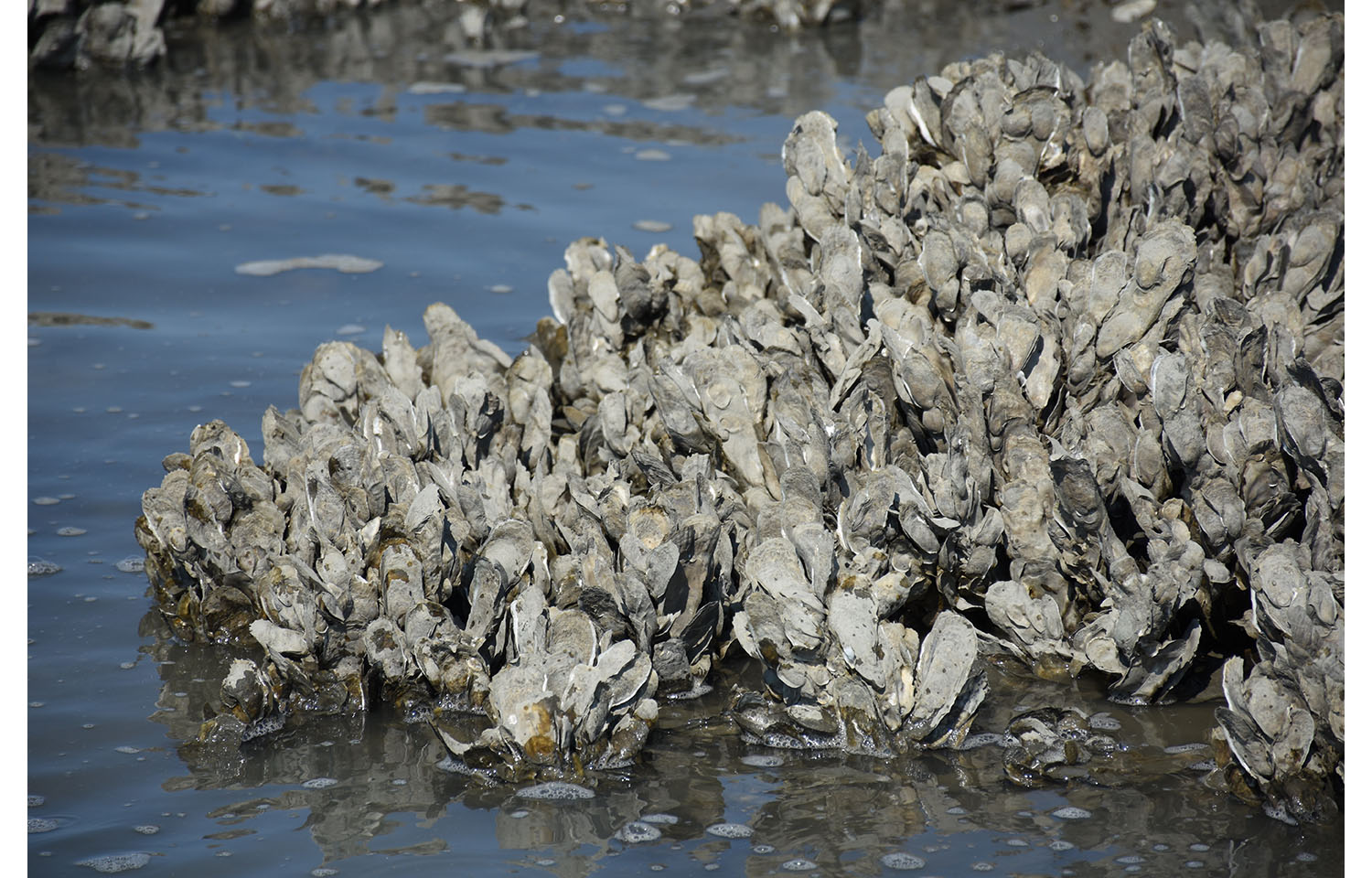 Oysters on a mudflat during low tide