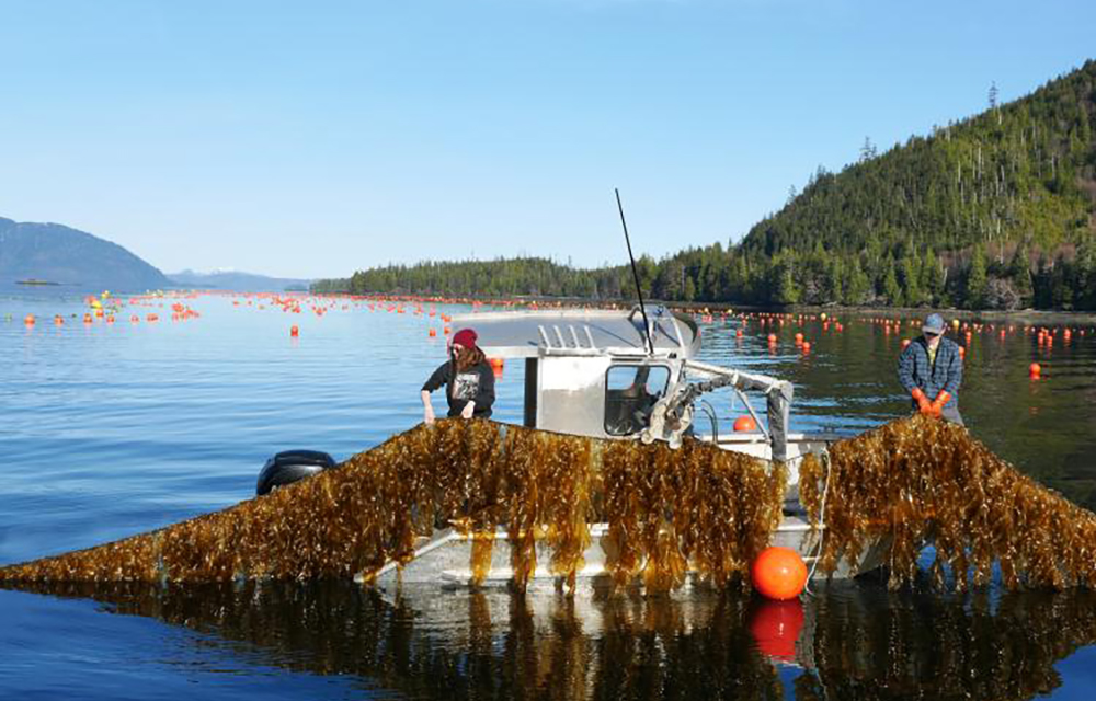 A seagrove kelp farm in Doyle Bay, Alaska