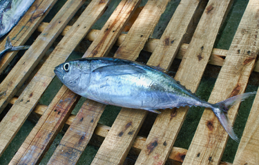 A weeklong Inter-American Tropical Tuna Commission (IATTC) meeting has failed deliver any such conservation measure.