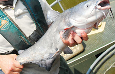 Maryland congressional delegation announces USD 3.8 million for meat and blue catfish processors