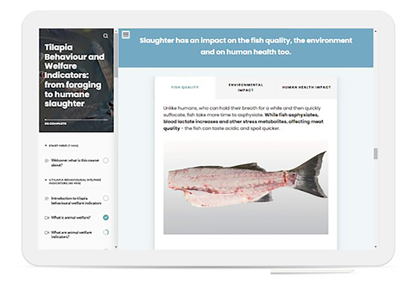 A still image from FAI's online training course on tilapia welfare indicators