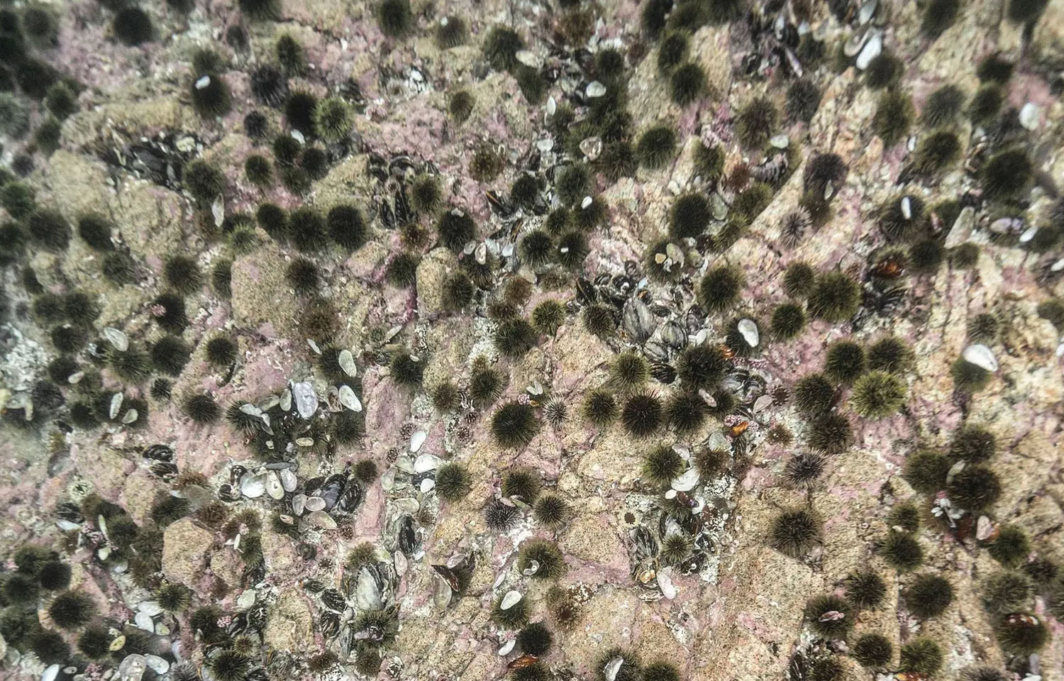 Sea urchins in Norway