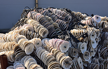 Japan oyster aquaculture will get a boost under a new aquaculture strategy introduced by Japan.