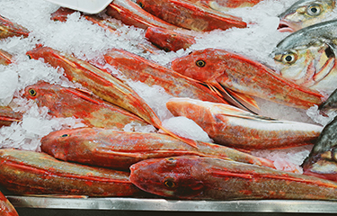 New Zealand gurnard on ice in a market.