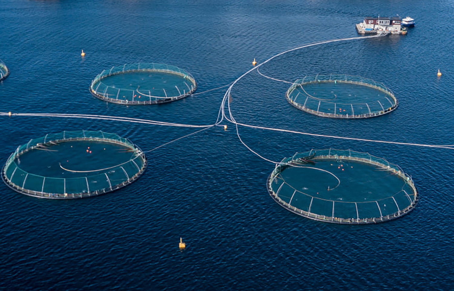 An aerial shot of a Mowi salmon farm