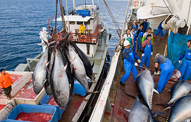 ISSF report finds global tuna stock abundance getting worse
