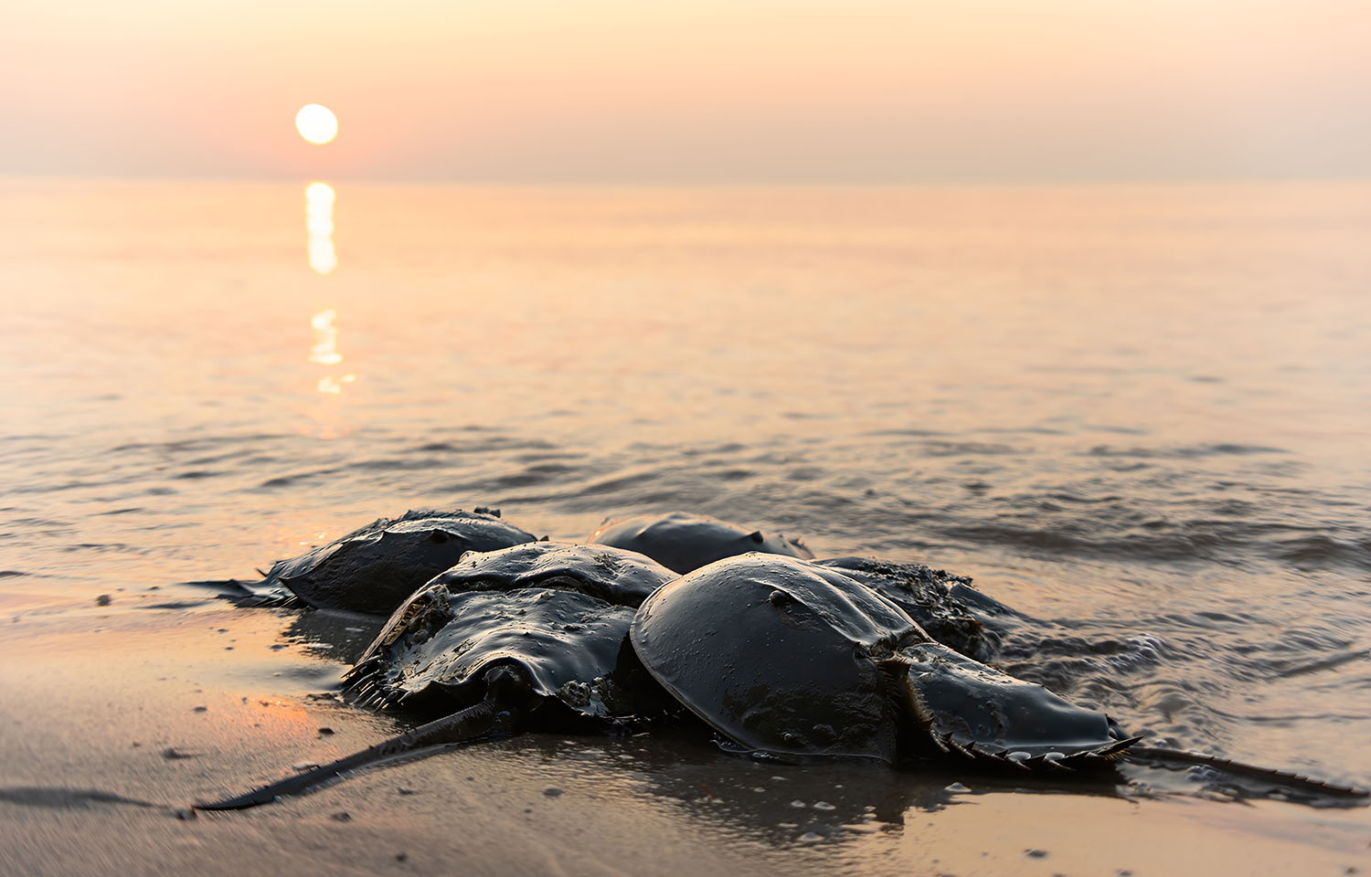 Studies find “troubling decline” of horseshoe crabs in Long Island