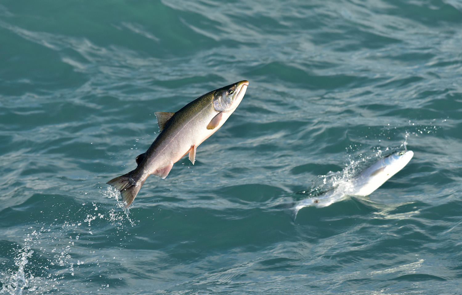 A salmon leaping out of the water