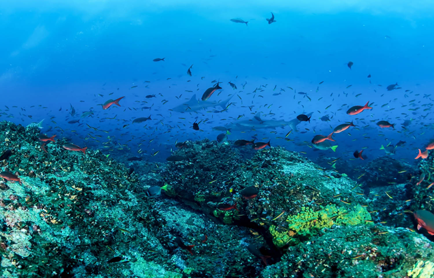 Marine wildlife in the ocean off the Maldives