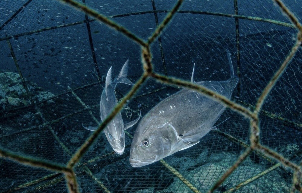 Two giant trevally trapped inside a fishing net
