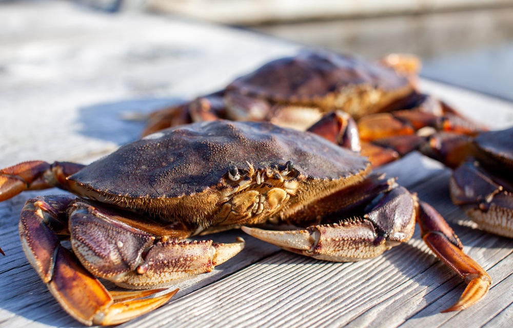 Oregon commission rejects Dungeness crab petition