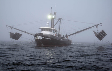 Oregon pink shrimp season opens amidst pandemic uncertainty | SeafoodSource