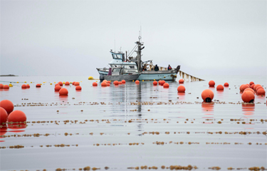 The U.S. Department of Agriculture announced a USD 500,000 (EUR 442,000) grant for Alaska’s Southeast Conference to boost mariculture and the blue economy in the state.