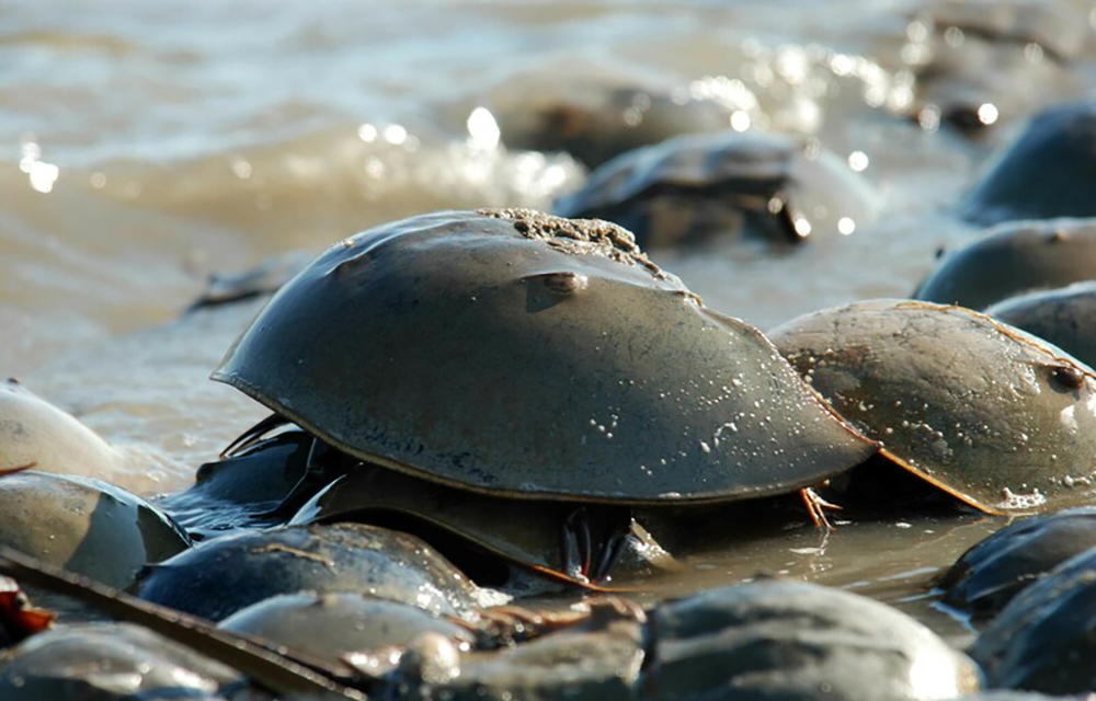 A horseshoe crab in the water