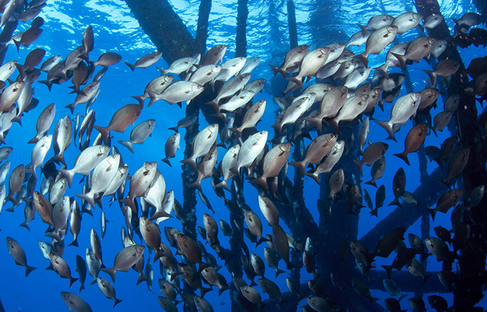 an artificial reef