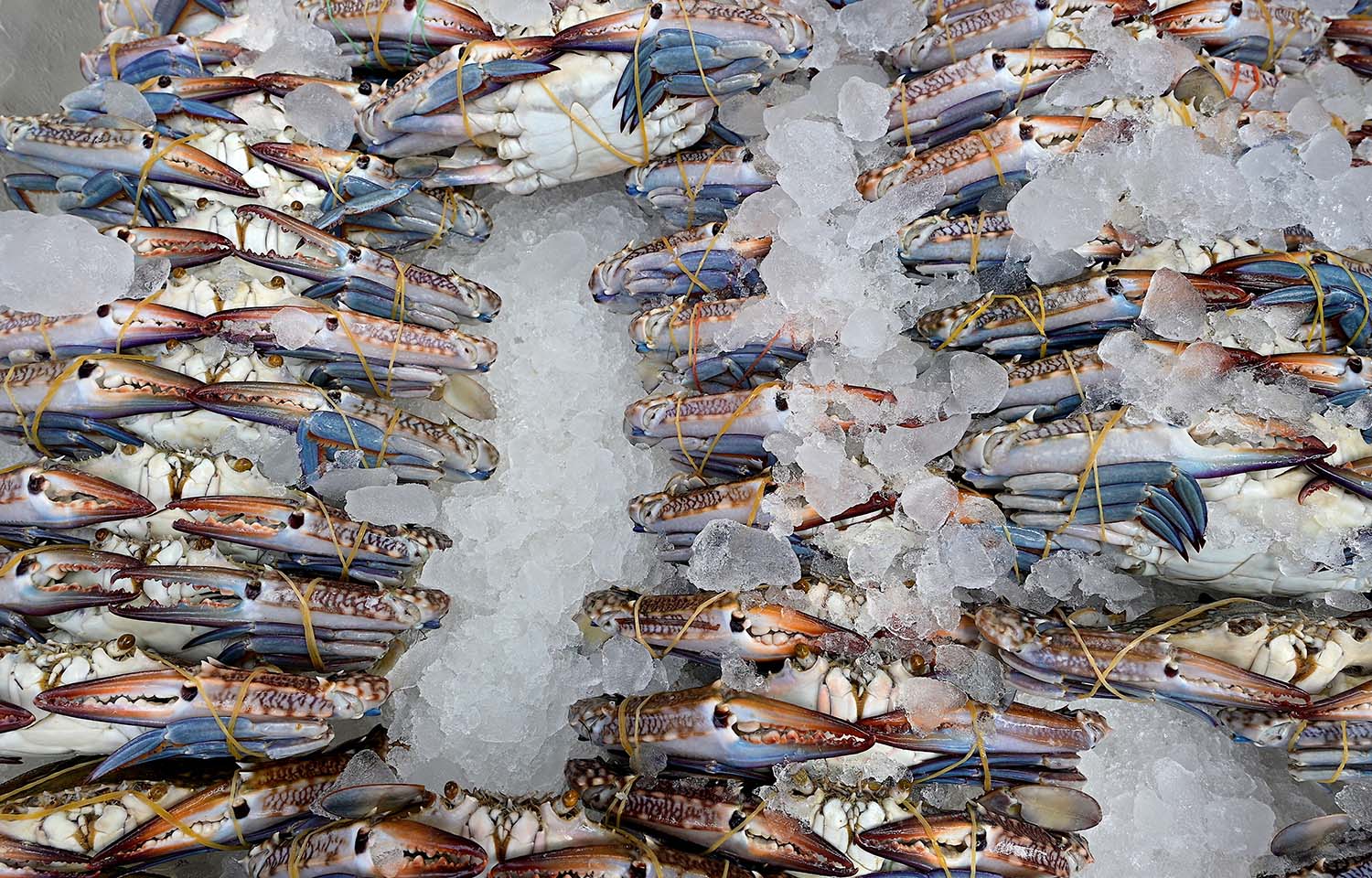 Group of seafood companies, NFI sue NOAA over its marine mammal protection decision