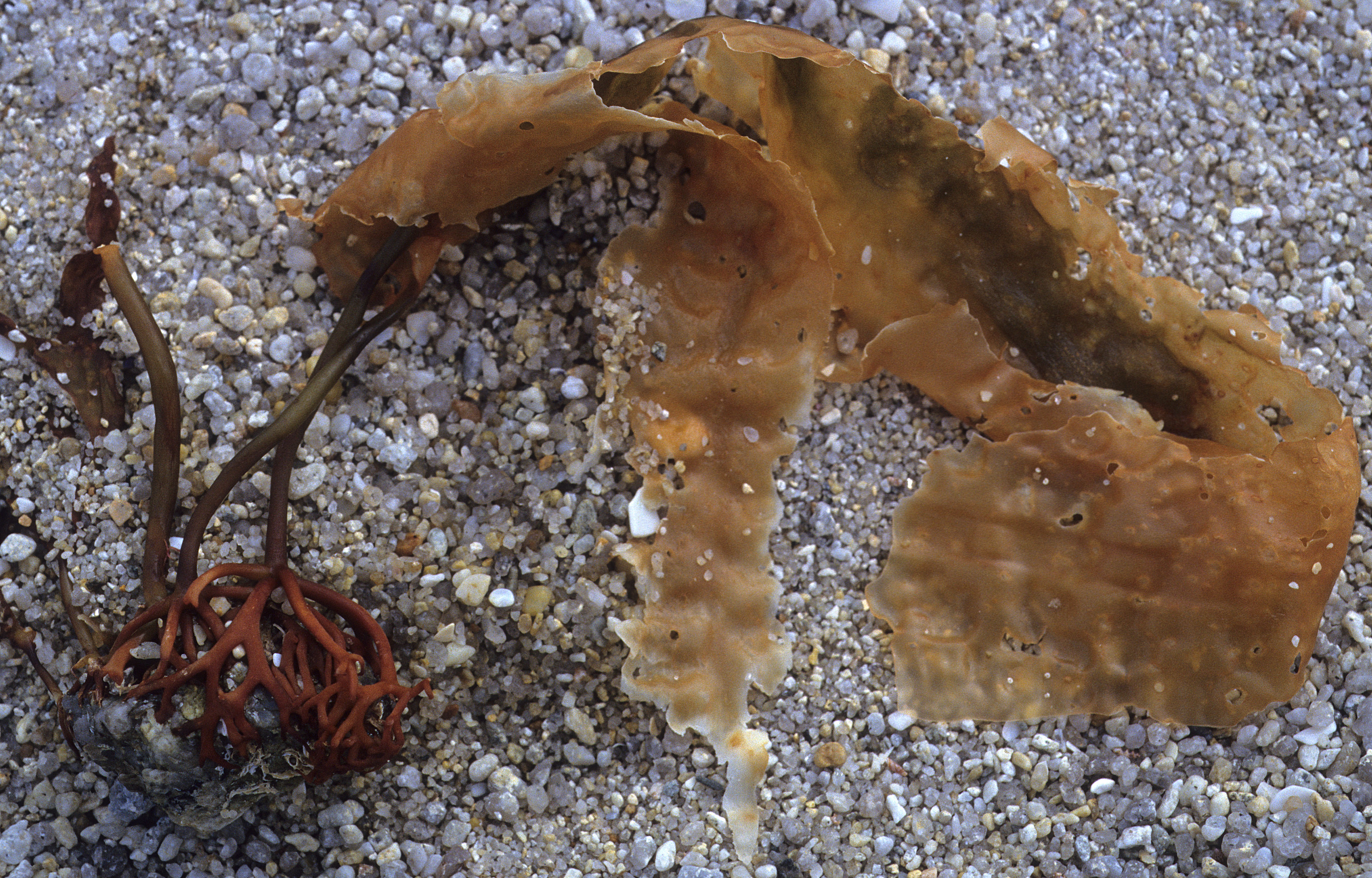 Sugar kelp on the beach