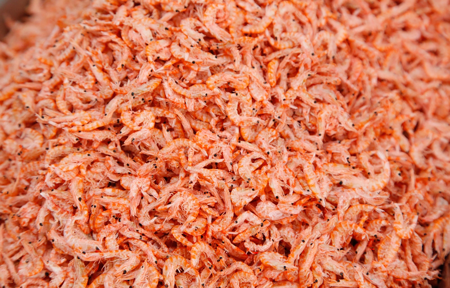 A pile of krill