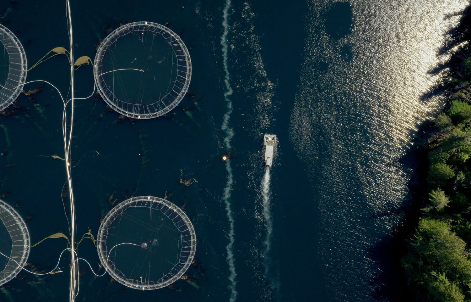 An aerial view of a salmon farm in British Columbia