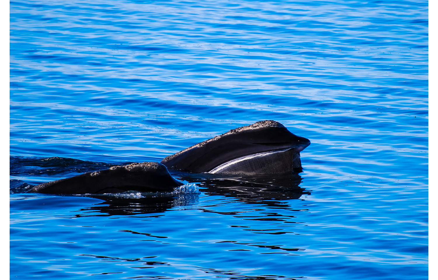 Right whale in water