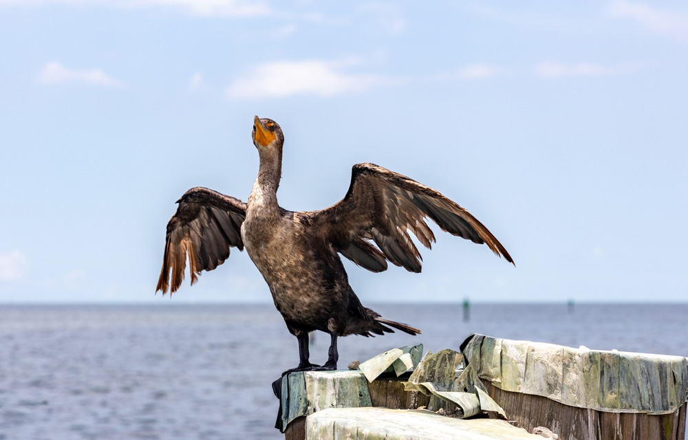 a double-crested cormorant