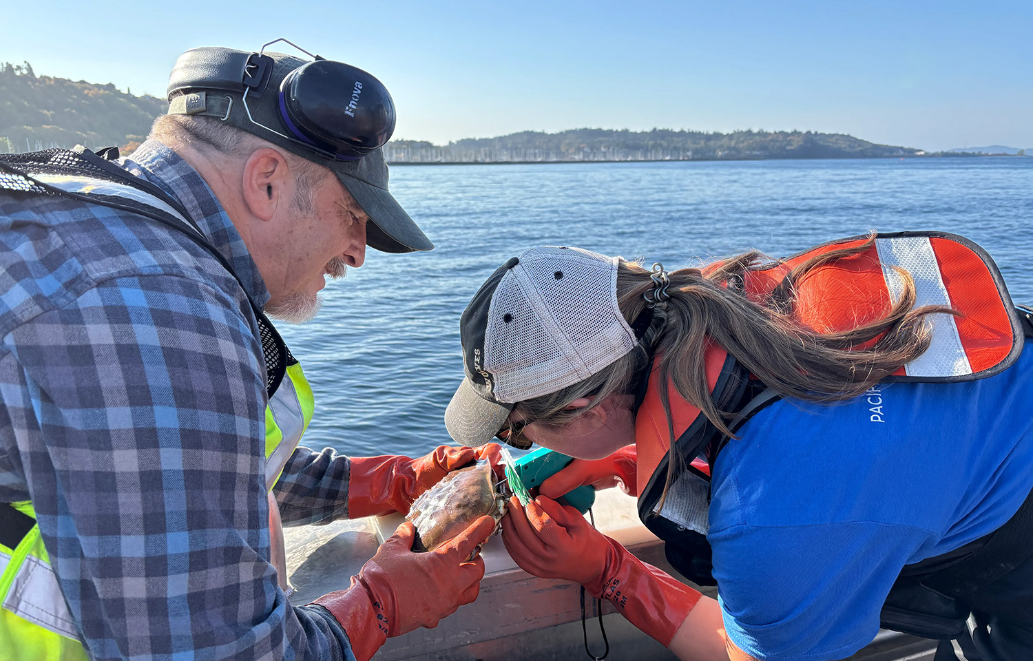 WDFW and Suquamish Tribe tagged hundreds of crabs over four days