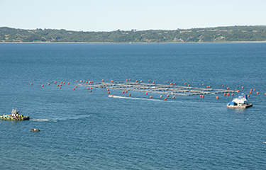 A salmon farm in Chile.