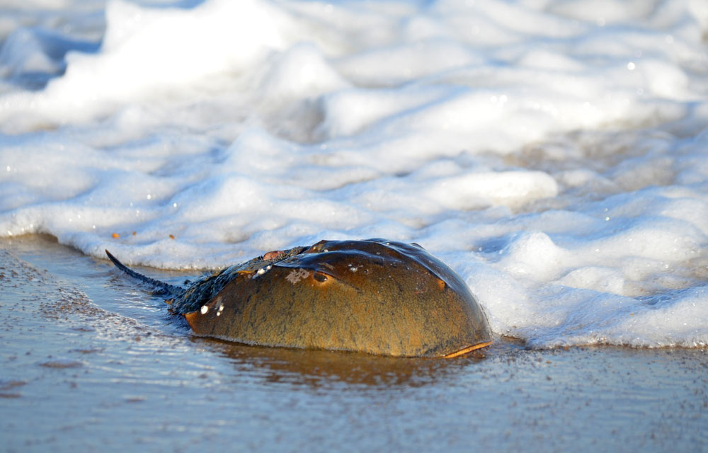 Center for Biological Diversity sues Trump administration over denial of ESA protections for horseshoe crabs