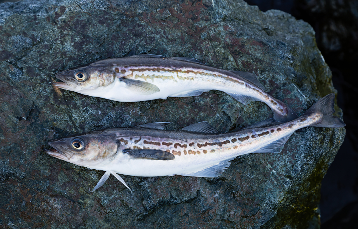 Two fresh pollock on a rock