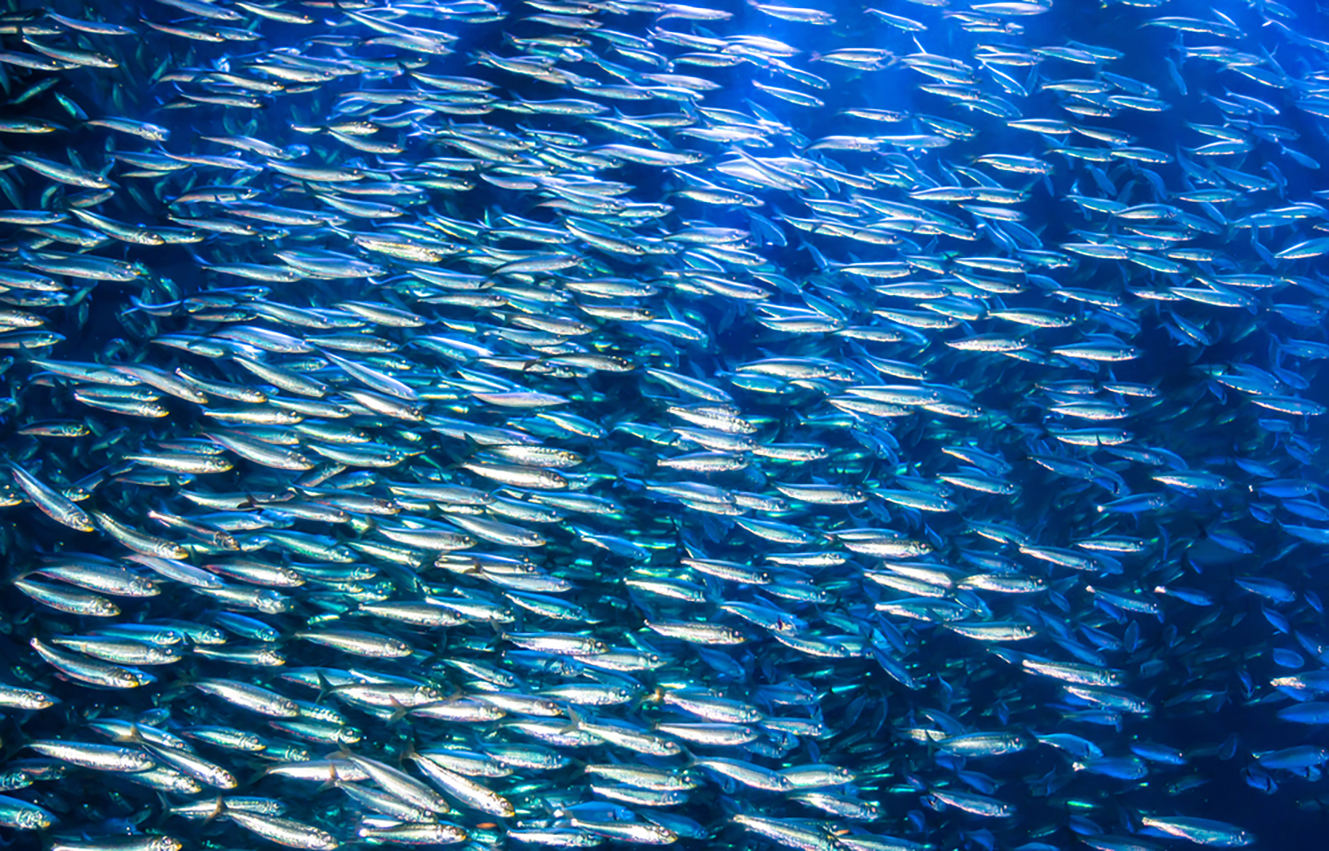 A school of anchovies swimming in a tight formation