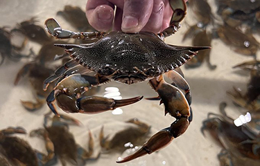 Crab in Blue Star's South Carolina RAS.