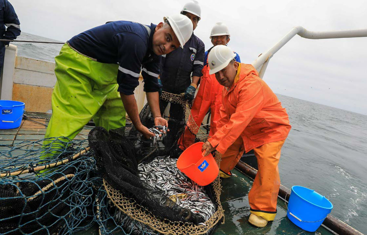Peruvian authorities increase North-Central anchovy quota to over 1.6 million metric tons