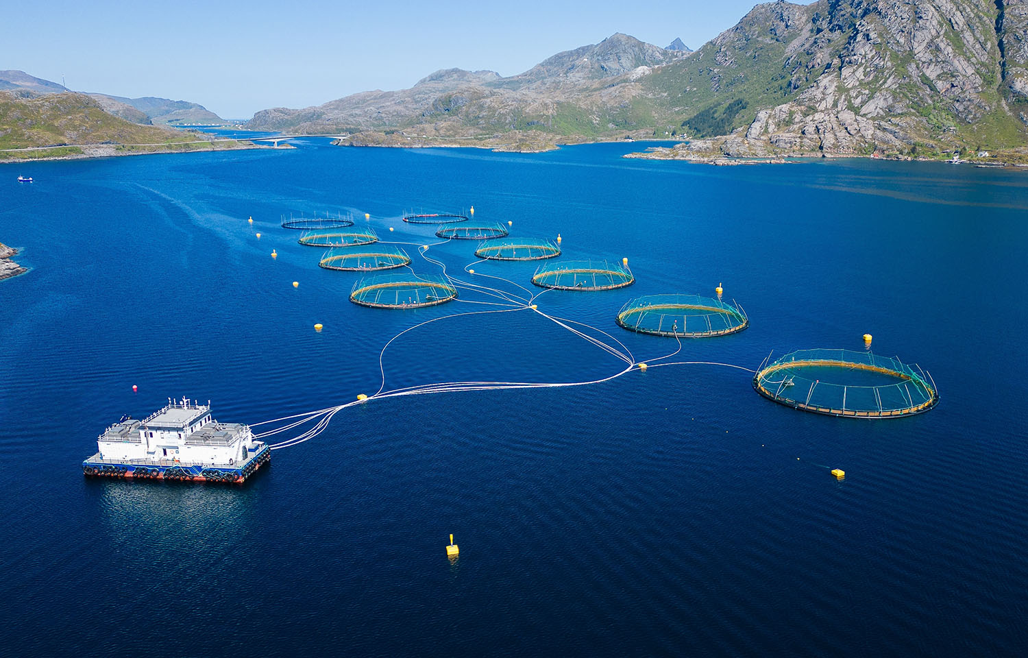 Norwegian farmed salmon prices drop again in Week 2, amid high volumes and weather disruptions