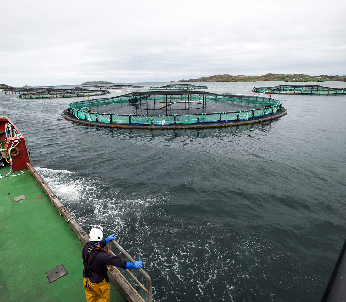 A Mowi salmon farm on Loch Erisort, Isle of Lewis, Scotland | Photo courtesy of Shutterstock/Christian David Cooksey